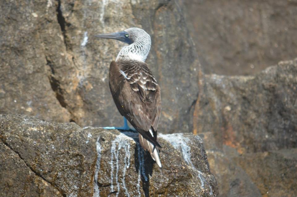 Blue-Footed Booby in Cabo - Baja International Realty - BIRCabo