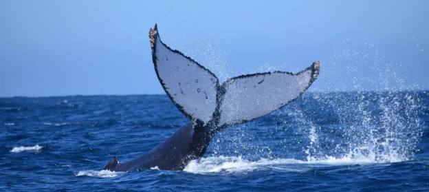 How whale vomit can make you rich & The worlds loneliest whale