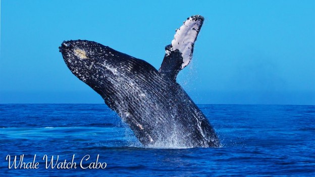 Whale Watching in Cabo - Baja International Realty - BIRCabo